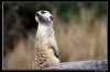 IMG_7936_copie.jpg