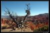 DSC_0065_copie~0.jpg