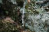 DSC_0175.JPG