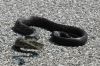DSC_0288.JPG